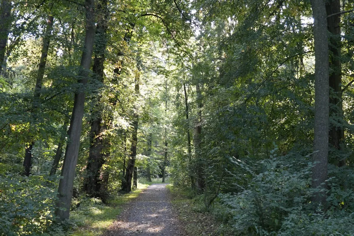 A walking path through a green forest
